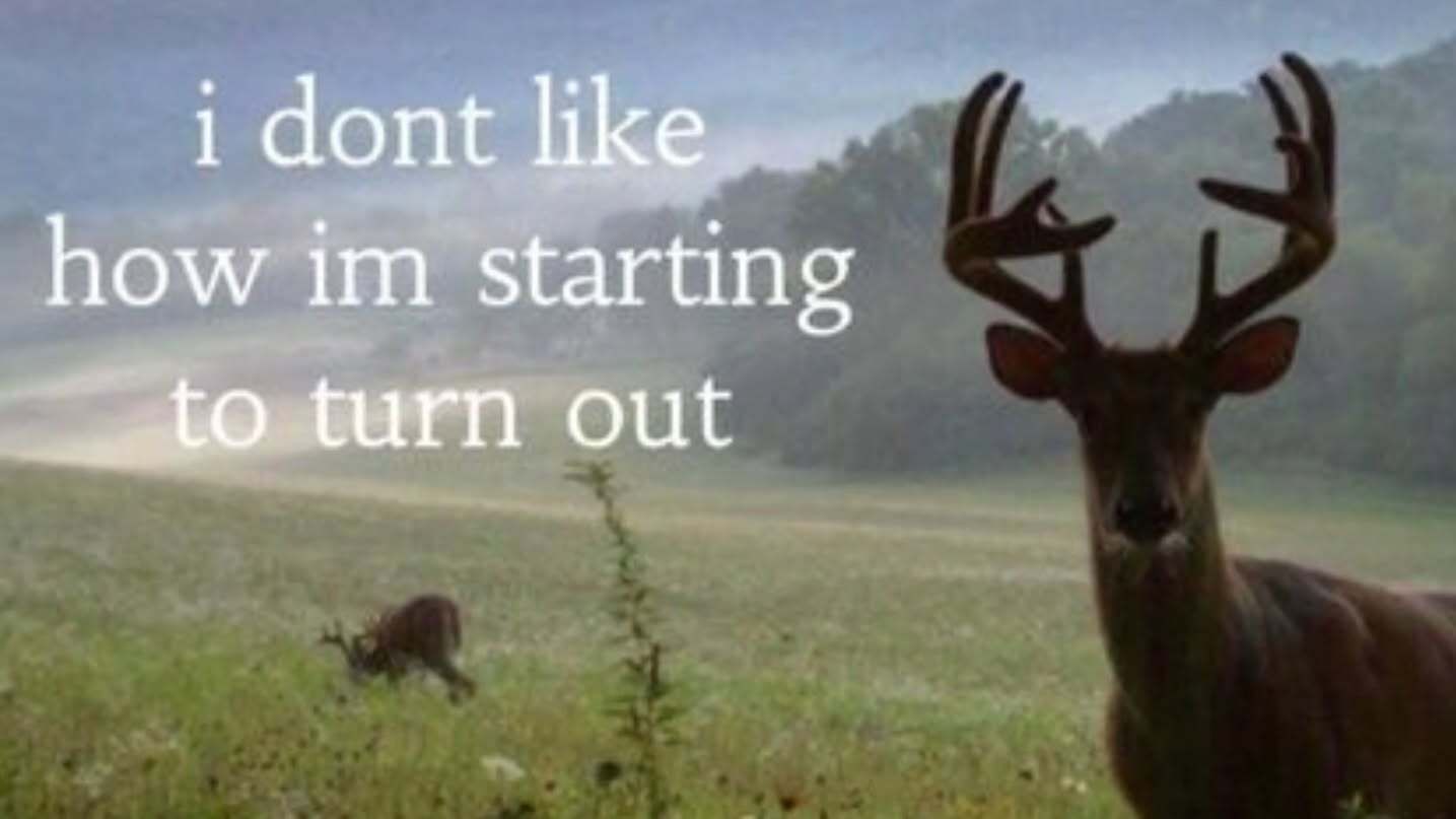 buck looking into the camera, with white text saying i dont like how im starting to turn out